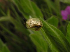 Aspidimorpha palleago