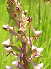 Disa cooperi