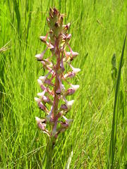 Disa cooperi