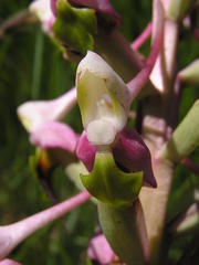 Disa cooperi