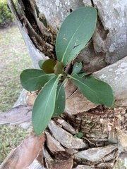 Magnoliopsida