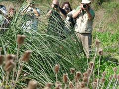 Pseudocolopteryx flaviventris