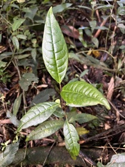 Prunus buxifolia
