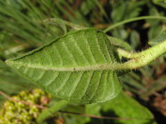 Asclepiadinae
