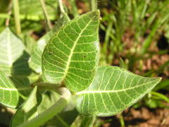 Asclepiadinae