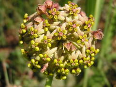 Asclepiadinae