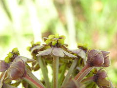 Asclepiadinae