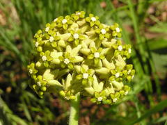 Asclepiadinae