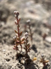 Dudleya blochmaniae blochmaniae