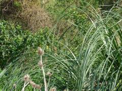 Pseudocolopteryx flaviventris