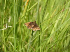 Metisella