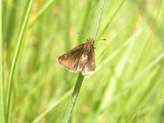 Metisella
