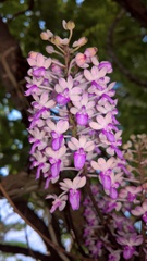 Seidenfadenia mitrata