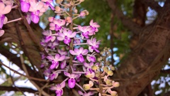 Seidenfadenia mitrata
