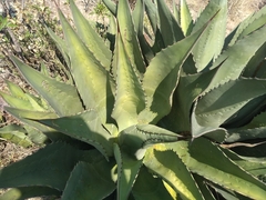 Agave gentryi