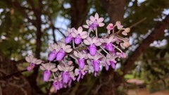 Seidenfadenia mitrata