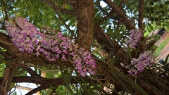 Seidenfadenia mitrata