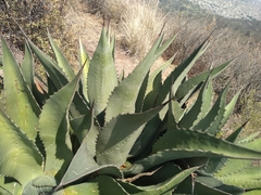 Agave gentryi