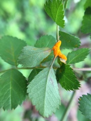 Phragmidium rosae-multiflorae