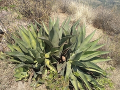 Agave gentryi