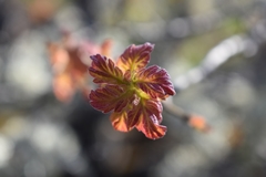 Toxicodendron diversilobum