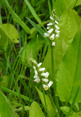 Spiranthes lucida