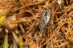 Poecilometis strigatus