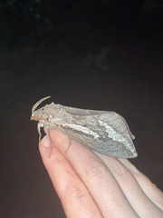 Abantiades atripalpis