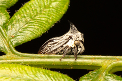 Pogonella minutus