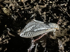 Abantiades atripalpis