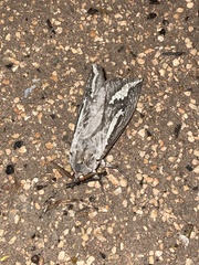 Abantiades atripalpis