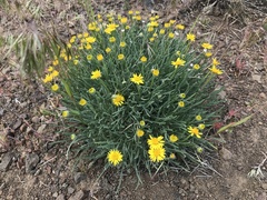 Erigeron linearis