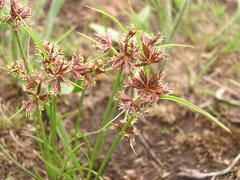 Cyperus semitrifidus