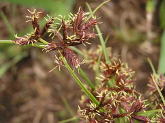 Cyperus semitrifidus