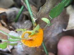 Phragmidium rosae-multiflorae