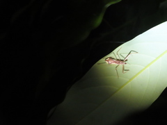Epidaus sexspinus