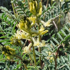 Astragalus eremiticus