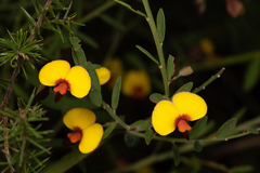 Bossiaea heterophylla