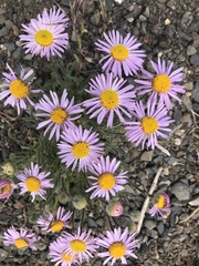 Erigeron poliospermus poliospermus