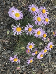 Erigeron poliospermus poliospermus
