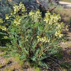 Astragalus eremiticus