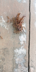 Pheidole megacephala