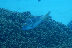 Monotaxis heterodon