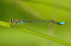 Enallagma antennatum