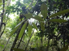 Heptapleurum arboricola