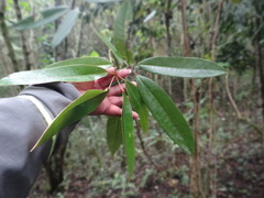 Heptapleurum arboricola