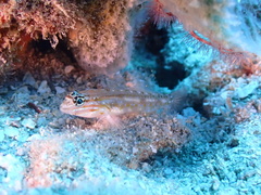 Coryphopterus venezuelae