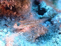 Coryphopterus venezuelae