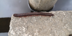 Litostrophus scaber