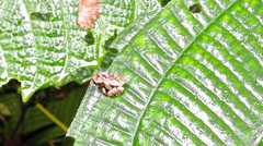 Pristimantis ventrimarmoratus